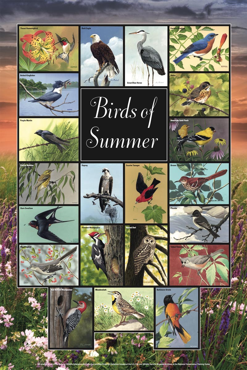 Birds of Summer