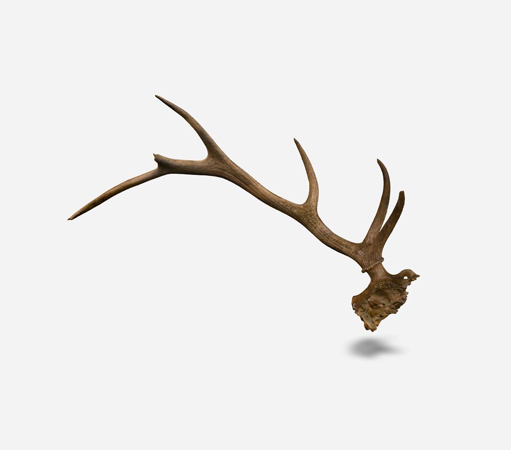 Antler