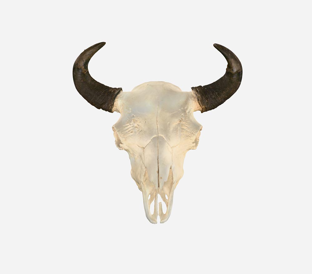 Bison Skull