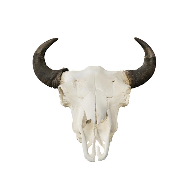 Bison Skull